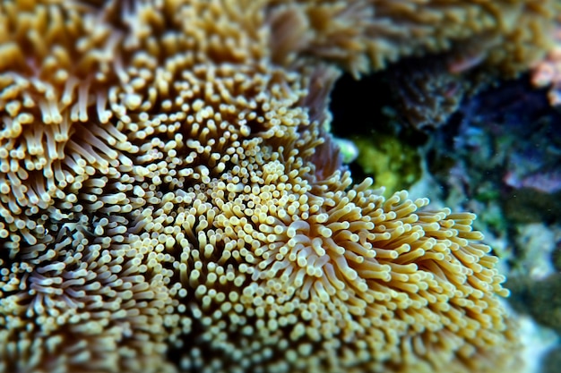 Foto anemone sotto il mare nell'isola cockburn del myanmar