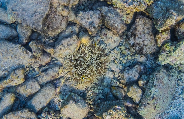 Foto anemone al mare con un sacco di pietre e pesci anemone molto piccoli dentro