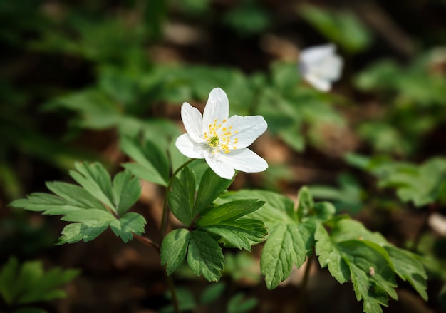 말미잘 sylvestris. 첫 봄 꽃