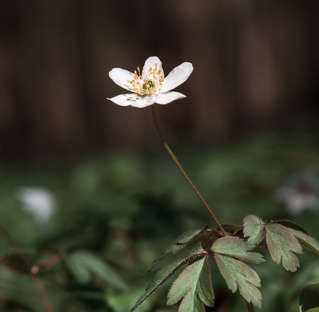 말미잘 sylvestris.