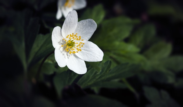 Anemone sylvestris.