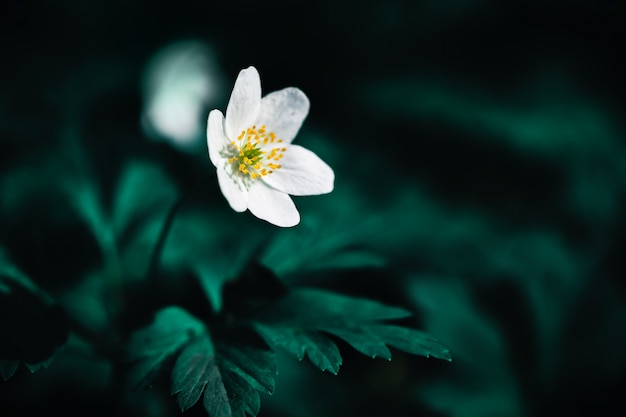 Anemone sylvestris.