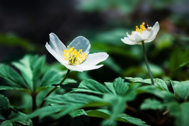 Anemone sylvestris.