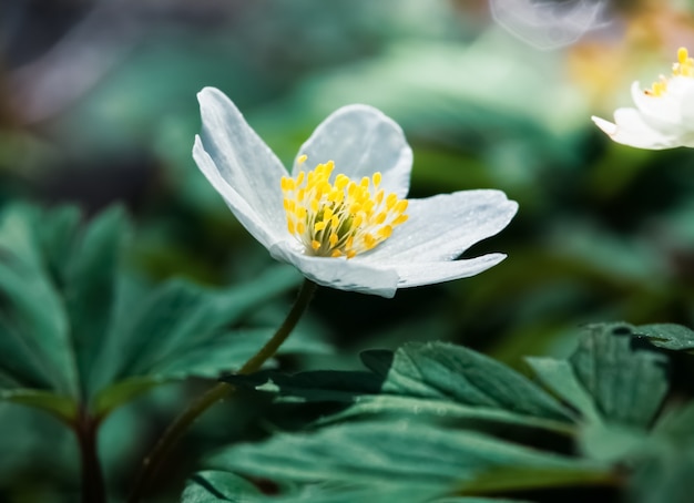 Anemone sylvestris.