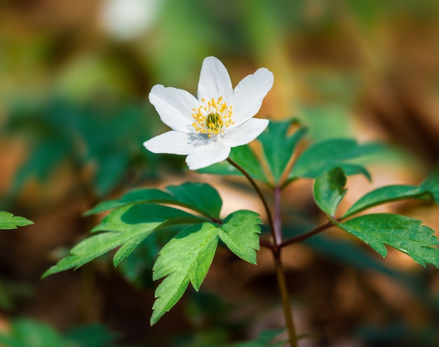 말미잘 sylvestris.