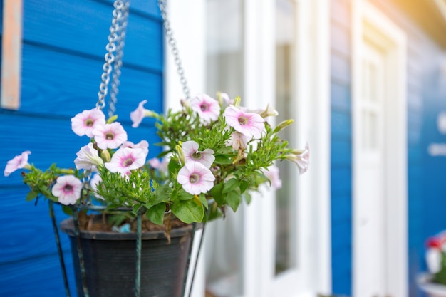 Anemone white and pink flowers in a flower pot hanging in front of a blue house
