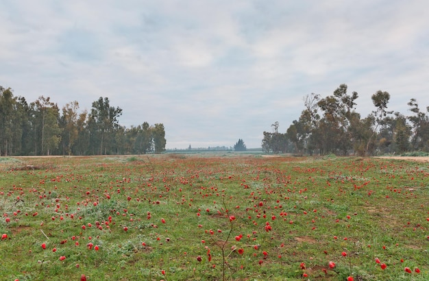 Anemonen berijpte bloei in de woestijn Negev, Israël