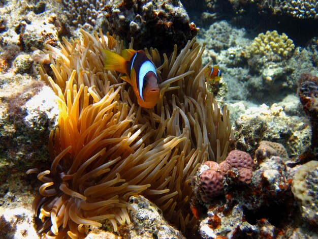 Anemonenfisch versteckt sich zwischen den korallen in anemonen