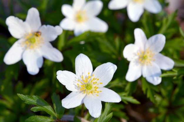 Anemones beautiful spring white flowers in the forest closeup