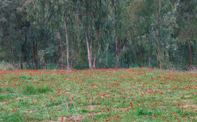이스라엘 네게브 사막에서 말미잘 꽃