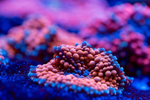 Photo anemones. corals in a marine aquarium.