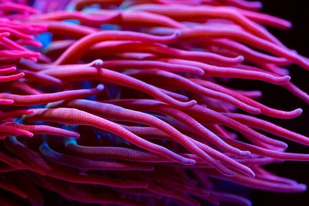 Анемоны. Кораллы в морском аквариуме.