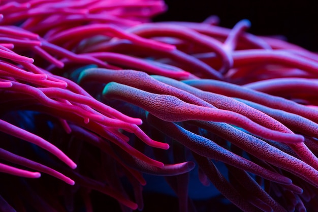 Anemones. Corals in a marine aquarium.