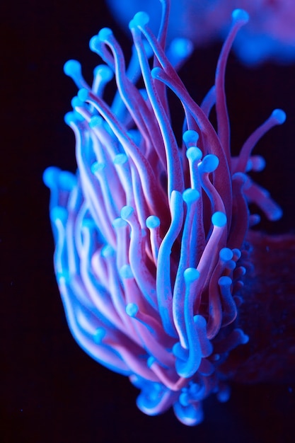 Anemoni. coralli in un acquario marino.