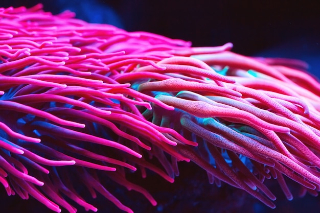 Anemoni. coralli in un acquario marino.