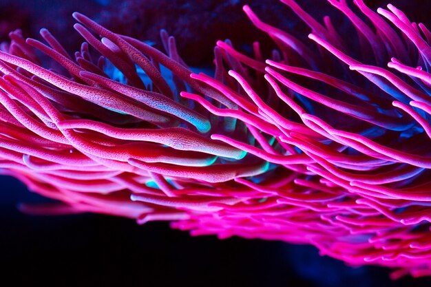 Foto anemoni. coralli in un acquario marino.