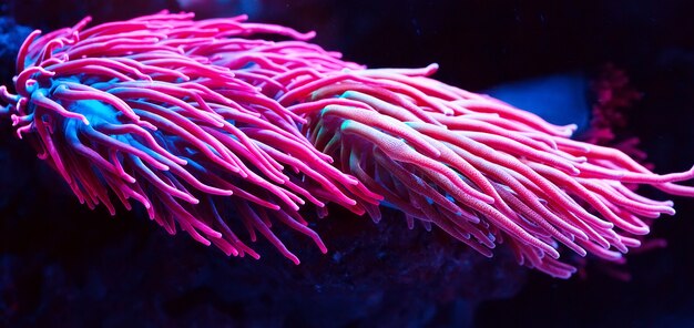 Anemones. Corals in a marine aquarium.