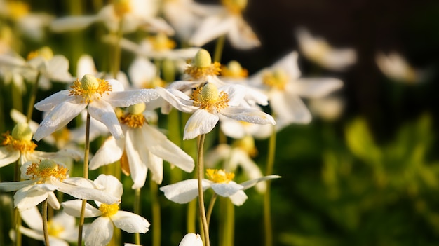 anemones white selective focus