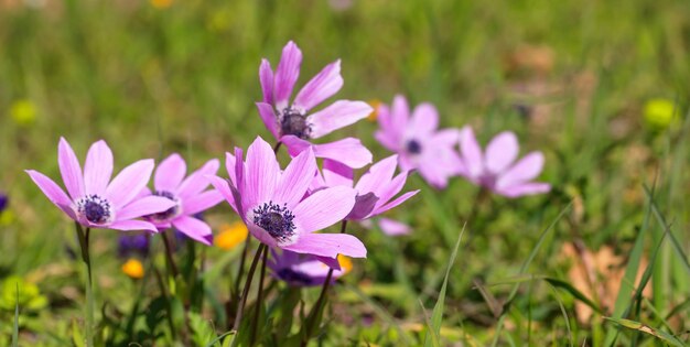 Anemones wild flowers closeup on nature background copy space