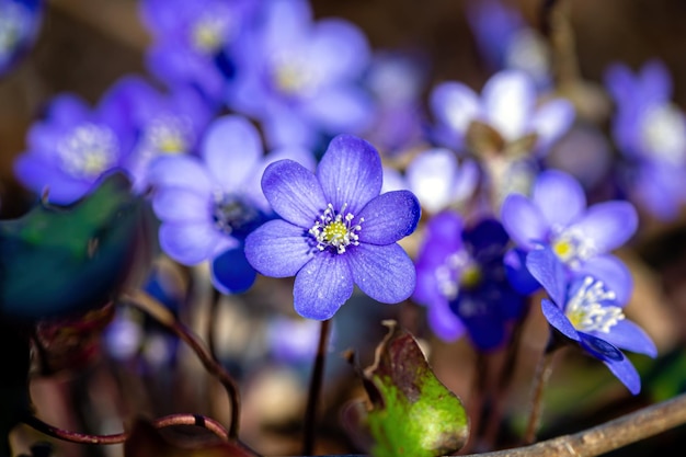 Anemonoides blanda syn Anemone blanda the Balkan anemone windflower close up selective focus