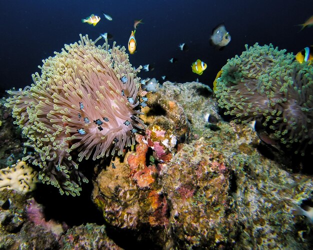Foto anemonvis van de rode zee