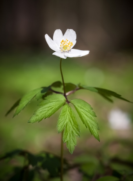 Anemoon sylvestris.