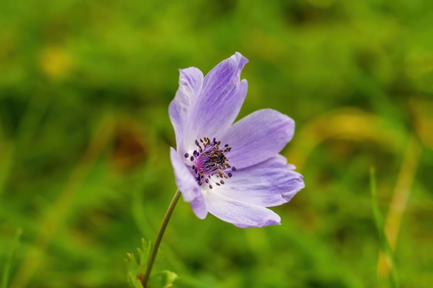 Anemoonbloem van bovenaf