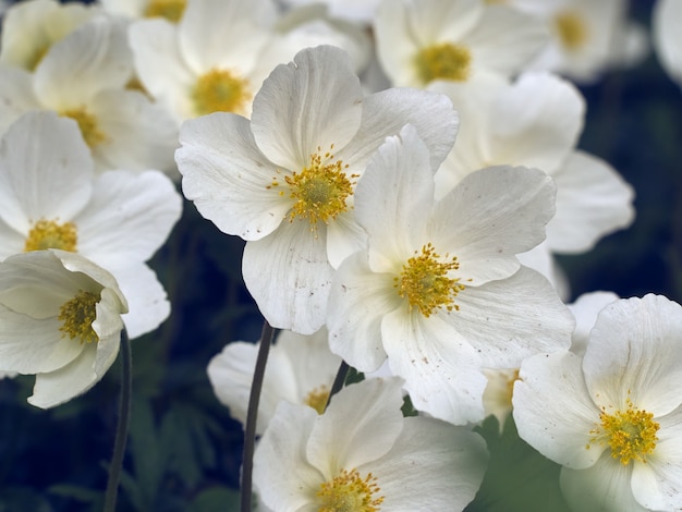 Anemoonbloemen in de tuin.