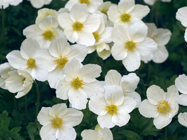 Anemoonbloemen in de zomertuin.