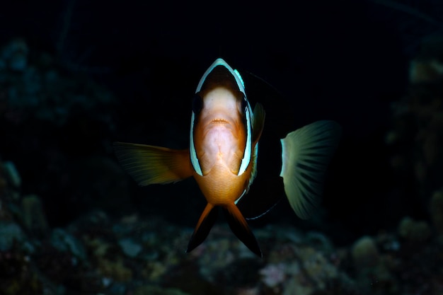 Anemoonvis - Amphiprion clarkii. Onderwaterwereld van Bali.