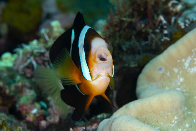 Anemoonvis - Amphiprion clarkii. Zeeleven van Bali.