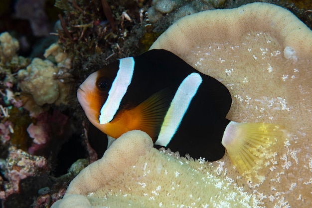 Anemoonvis - Amphiprion clarkii. Zeeleven van Bali.