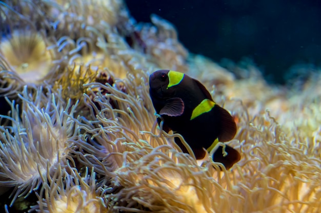 anemoonvis in koraalbank in de zee