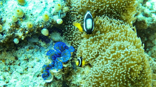 Anemoonvissen en tweekleppige schelpdieren in de Malediven.