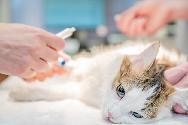 Anesthetische katteninjectie vóór een operatie in een kliniek