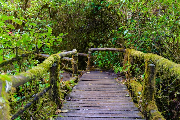 Ang Ka Luang Nature Trail