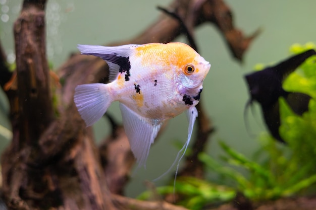 Angel fish in an aquarium