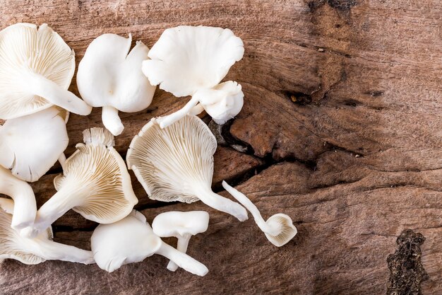 Angel mushroom on wooden background