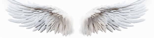 An angel wings with white feathers isolated on white background