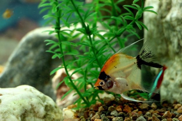 Photo angelfish in the aquarium swims