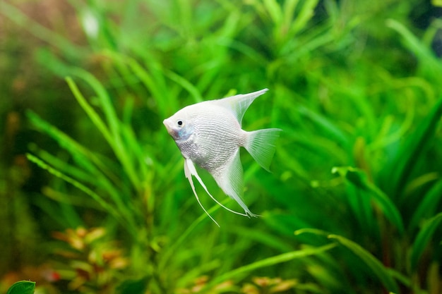 Angelfish nel loro habitat naturale. scalare. foto ad alta risoluzione.