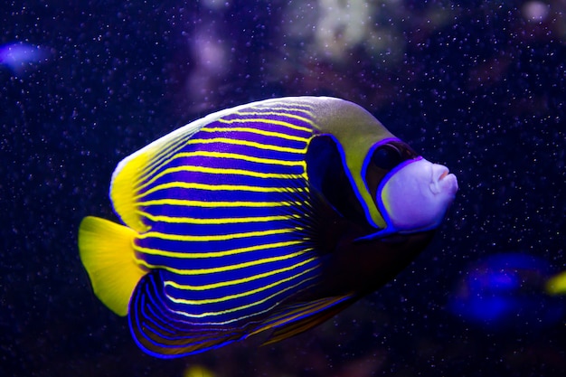 Angelfish