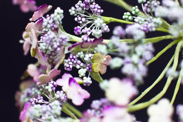 Angelica bloemen geïsoleerd op een zwarte achtergrond. Macro-opnamen, selectieve aandacht