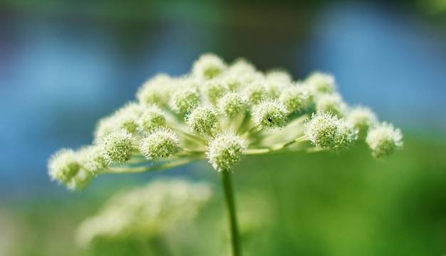 Angelica plan. Close-up . Shallow depth of field