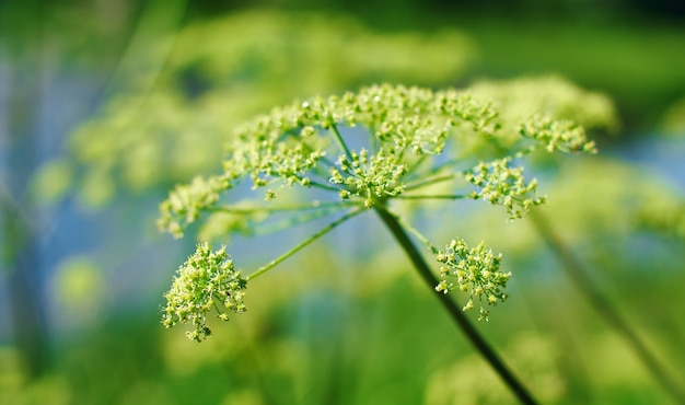 Angelica plan. Close-up . Shallow depth of field