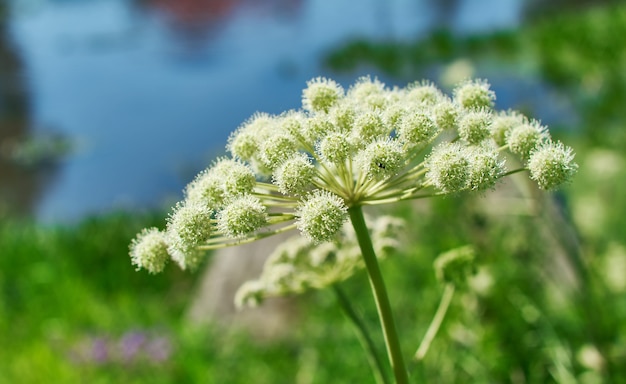 Angelica plan. Close-up . Shallow depth of field