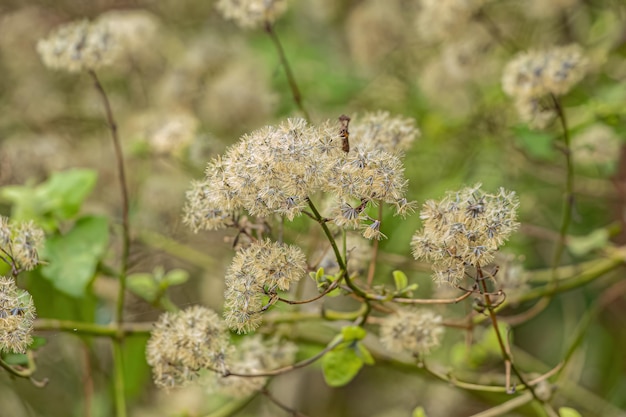 Angiorperm Plant Flowers