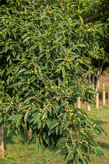 Angiosperm fig tree