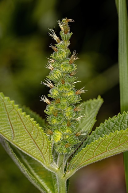 Acalypha vellamea 종의 속씨 식물을 닫습니다.