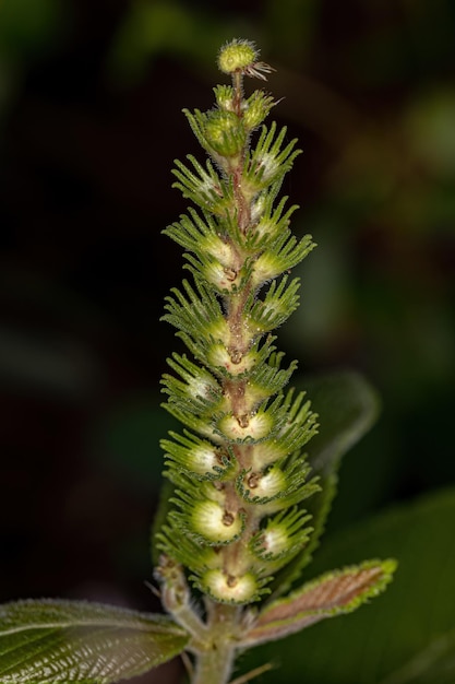 Angiosperm plant van de soort acalypha vellamea in close-up